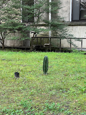 中庭のサボテン 사진 3