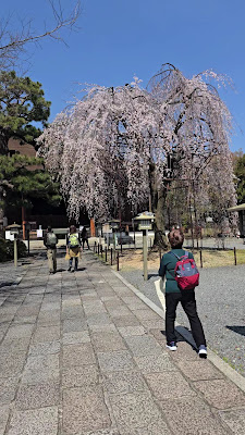 阿亀桜 사진 2