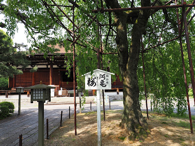 阿亀桜 사진 4