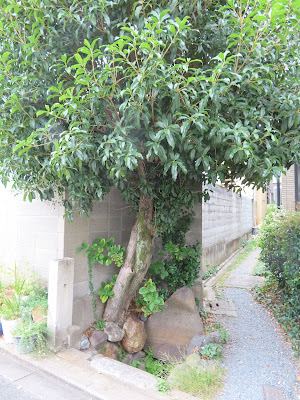 常盤井 사진 2