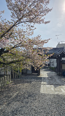 보은사 사진 4