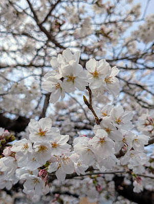Weeping Cherry Tree at Honman-ji Temple 사진 3