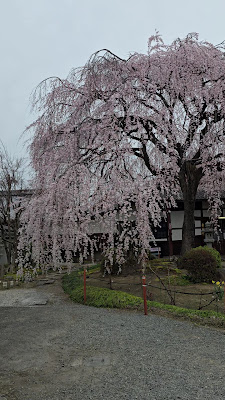 Weeping Cherry Tree at Honman-ji Temple 사진 2