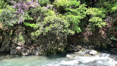 北山杉の並木道 사진 2