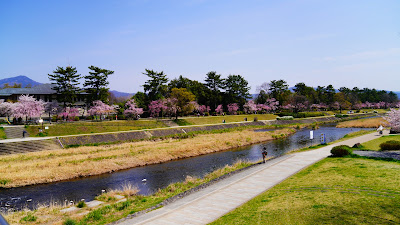 Nakaragi Cherry Blossom Path 사진 3