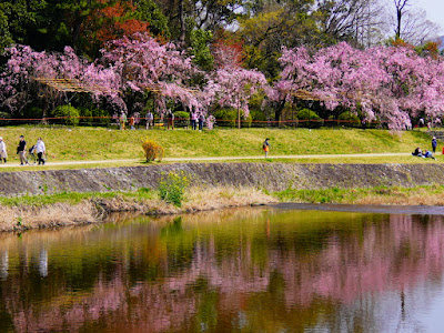 Nakaragi Cherry Blossom Path