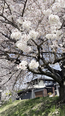 Nakaragi Cherry Blossom Path 사진 2