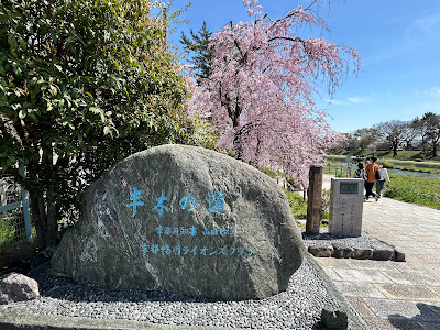 Nakaragi Cherry Blossom Path 사진 4