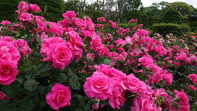 Central Lawn 사진 4