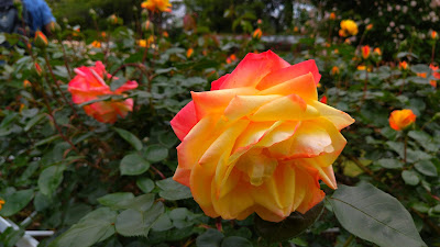 Central Lawn 사진 5