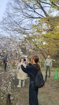 Weeping Cherry 사진 2