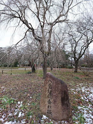 Weeping Cherry 사진 3