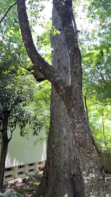 裏参道 사진 2