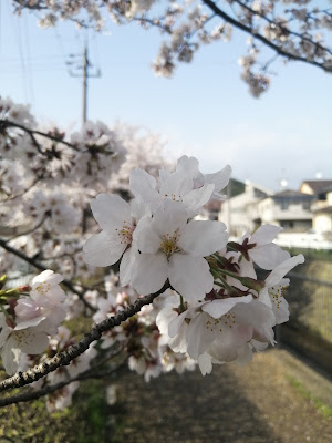 Iwakura South Park 사진 3