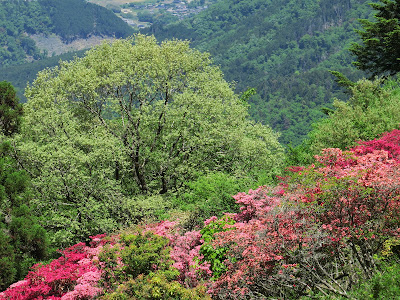 Azalea Hill 사진 2