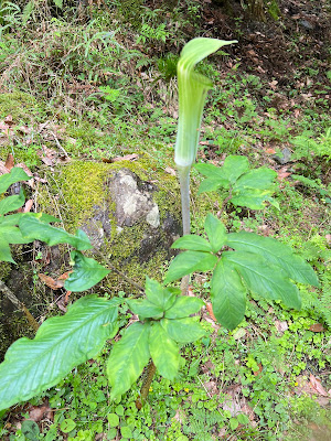 Medaki Waterfall 사진 4