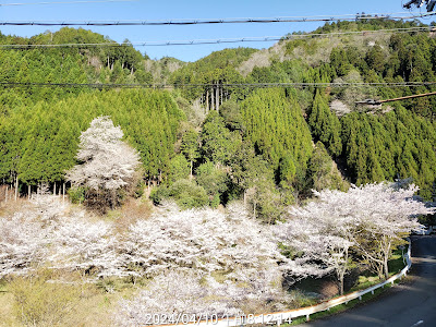 北山杉の里 中川 사진 4