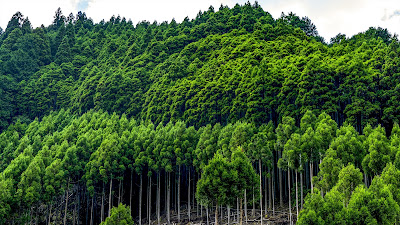 北山杉の里 中川 사진 5