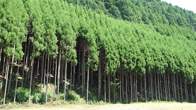 北山杉の里 사진 2
