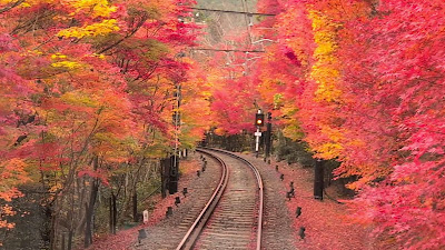 Maple Tree Tunnel