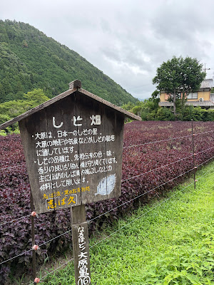 大原の赤紫蘇 사진 2