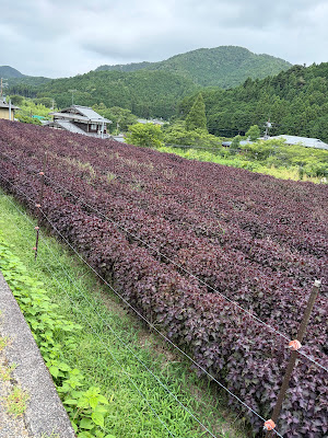 大原の赤紫蘇