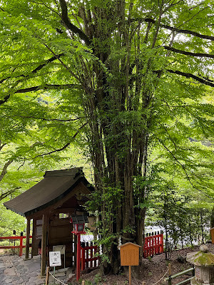 Kifune 사진 3
