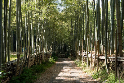 Bamboo trail 사진 2