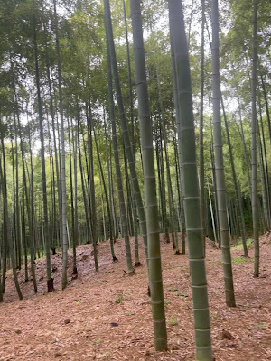 Bamboo trail