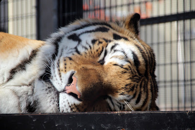 Kyoto City Zoo Beast World 사진 3