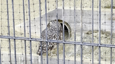Kyoto City Zoo Beast World 사진 2