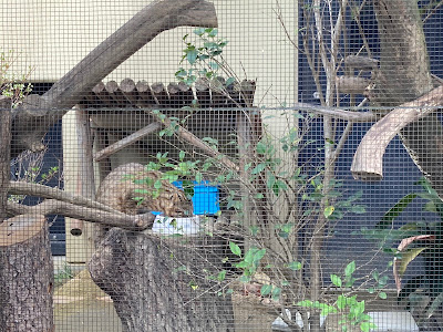 Kyoto City Zoo Beast World 사진 4