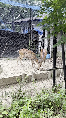 교토의 숲 사진 2