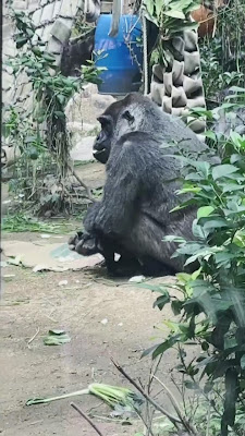 고릴라의 집 사진 2