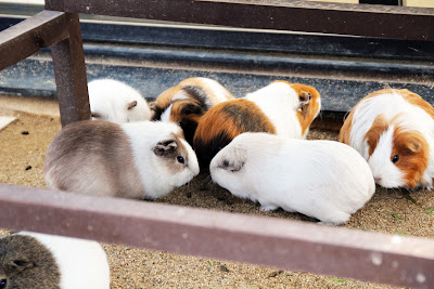 Children's Zoo Otogi-no-Kuni
