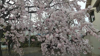 ゑびす治療院 マッサージ山科 사진 3