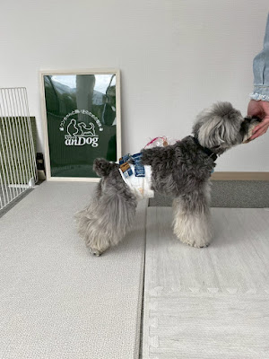【犬の整体】anDog ワンちゃんと飼い主のための整体 ペット整体 ドッグ整体 ヘルニア パテラ 歩き方 사진 2