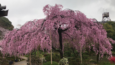 호콘고인 사진 2