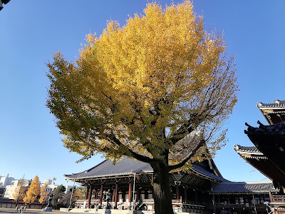 고에이도 사진 5