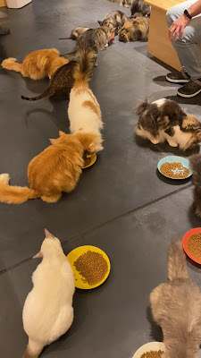 Cat&Animal Cafe Noah's Ark 교토 수족관 앞점 사진 3