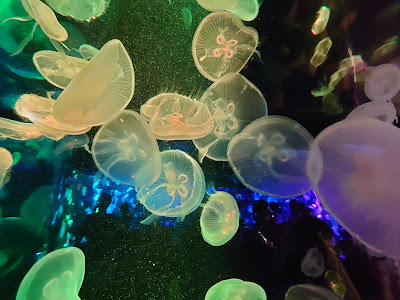 교토수족관 사진 5