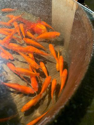 Roji Aquarium 사진 3