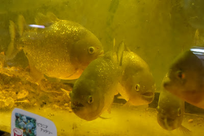 Hanazono Church Aquarium 사진 3