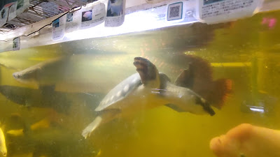 Hanazono Church Aquarium 사진 2
