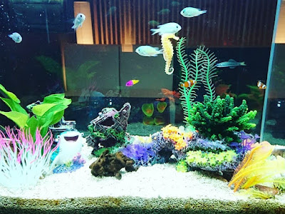 祇園 水族館バー Nox（ノックス） 사진 4