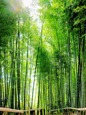 Arashiyama 사진 3