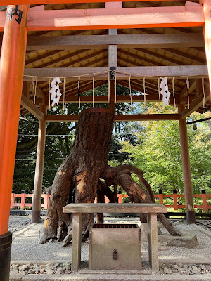 Neagarimatsu (High Price Pine) 사진 3