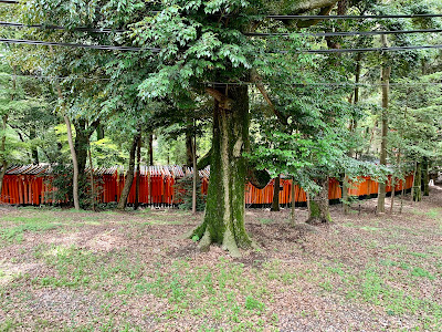 Neagarimatsu (High Price Pine) 사진 5
