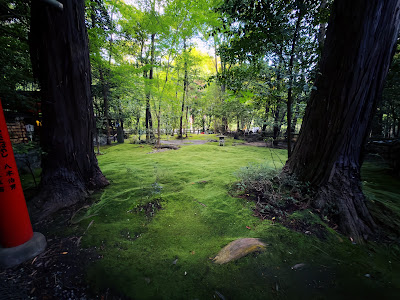 Green Blanket of Mosses