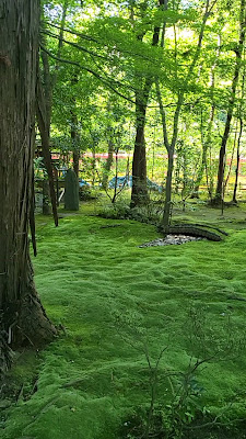 Green Blanket of Mosses 사진 2